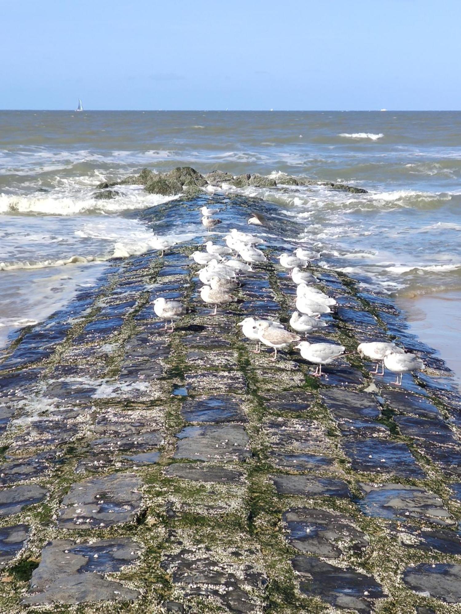 Seaside4You De Haan Exteriör bild